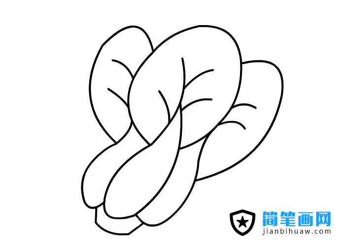 簡單的青菜簡筆畫圖片
